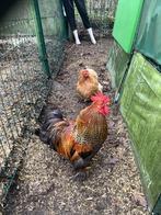 Sympa, Dieren en Toebehoren, Mannelijk, Tam