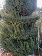 Taxus piramide snoeimodel 2.5 m hoog   3 cirkels met eikel, Ophalen