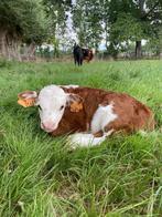 Koe, Dieren en Toebehoren, Mannelijk, 0 tot 2 jaar