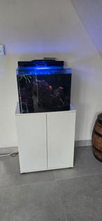 Reefaqaurrium met kreeften bestand, Ophalen, Zo goed als nieuw, Gevuld zoetwateraquarium