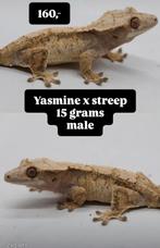 PV knappe High White wimpergekko man, Lézard, Domestique, 0 à 2 ans