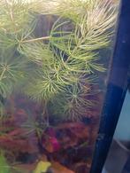 Hoornblad, Enlèvement