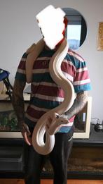 Python réticulé dwarf IVORY femelle 3 ans, Dieren en Toebehoren, Reptielen en Amfibieën