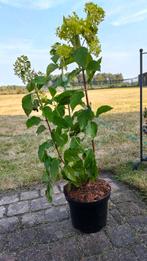 Planten aan halve prijs (overschot), Tuin en Terras, Planten | Tuinplanten, Ophalen