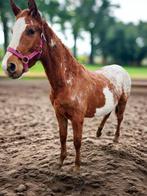 Poulain paint/sport pie overo, Animaux & Accessoires