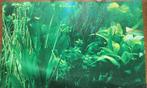 Aquariumposter, Dieren en Toebehoren, Vissen | Aquaria en Toebehoren, Ophalen of Verzenden