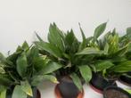 Aspidistra, Huis en Inrichting, Kamerplanten, Ophalen, Volledige schaduw, Overige soorten, Minder dan 100 cm