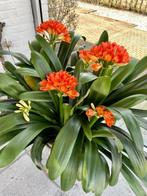 Clivia - Sint-Jozefplant, Huis en Inrichting, Kamerplanten, Ophalen, Overige soorten, Halfschaduw, Minder dan 100 cm