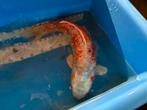 Gratis 55 cm koi, Dieren en Toebehoren