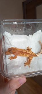 0.1 Red Extreme Harlequin wimpergekko vrouw, Dieren en Toebehoren, Reptielen en Amfibieën, Hagedis, Tam, 0 tot 2 jaar