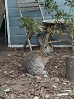 Vlaamse reus man, Dieren en Toebehoren