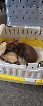 Cobaye skinny, Dieren en Toebehoren, Knaagdieren, Augustus, Vrouwelijk, Cavia