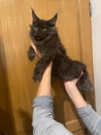 Accessoire maine coon, Dieren en Toebehoren, Krabmeubelen, Ophalen