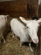 Geiten, Dieren en Toebehoren, Vrouwelijk, Geit, 3 tot 5 jaar