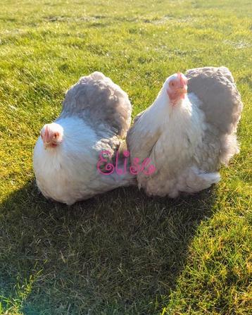 Hennen cochin kriel sierkippen kleur bobtail, Dieren en Toebehoren, Pluimvee, Vrouwelijk, Kip