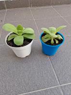 Kamerplanten kalanchoe thyrsiflora, Ophalen