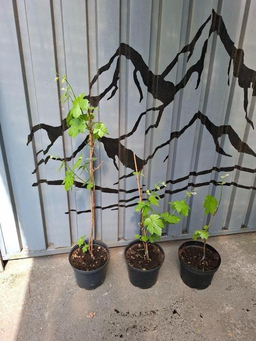Jonge druivelaars!, Tuin en Terras, Overige Tuin en Terras, Gebruikt, Ophalen