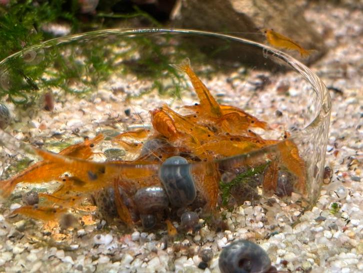 Neocaridina Davidi sp. Sunkist Orange, Dieren en Toebehoren, Vissen | Aquariumvissen, Zoetwatervis, Kreeft, Krab of Garnaal, Schoolvis
