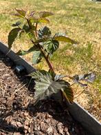 Braambes doornloos snelgroeiend, Tuin en Terras, Planten | Fruitbomen, Ophalen