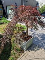 Japanse esdoor, Tuin en Terras, Planten | Bomen, Ophalen