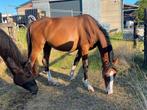 2,5 jarige merrie, Springpaard, Minder dan 160 cm, Gechipt, 0 tot 2 jaar