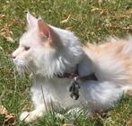 Maine coon dekkater met stamboom NIET TE KOOP, Dieren en Toebehoren, Katten en Kittens | Raskatten | Langhaar, Kater, Gechipt