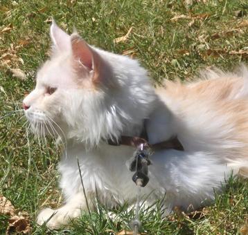 Maine coon dekkater met stamboom NIET TE KOOP beschikbaar voor biedingen