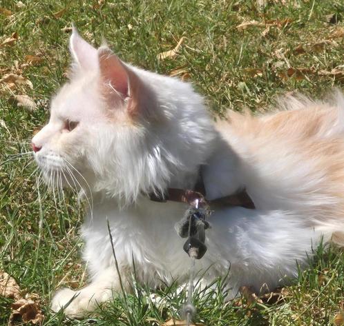 Maine coon dekkater met stamboom NIET TE KOOP, Dieren en Toebehoren, Katten en Kittens | Raskatten | Langhaar, Kater, 0 tot 2 jaar