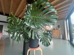 Grote monstera, inclusief pot, Huis en Inrichting, Kamerplanten, Ophalen, 100 tot 150 cm, Overige soorten, Halfschaduw