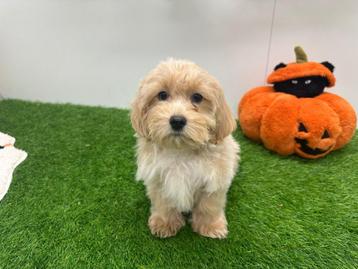 Maltipoo pups beschikbaar voor biedingen