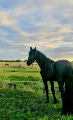 3 jarige Friese hengst, Dieren en Toebehoren, Hengst, Zadelmak