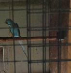 Baby blauwe halsbandparkieten, Dieren en Toebehoren