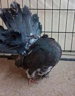 Queue de paon fantail Australien pure race vacciner baguer, Plusieurs animaux, Autres espèces