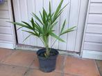 Palmboom Trachycarpus Fortunei, Tuin en Terras, Planten | Bomen, Ophalen of Verzenden, Palmboom