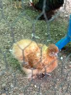 Koppeltje zijdehoen bruin, Dieren en Toebehoren, Pluimvee, Meerdere dieren, Kip