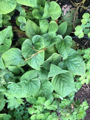 Plant nu vaste planten gele phlomis dankbare plant, Enlèvement ou Envoi