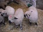Hampshire Down ooilammeren, Vrouwelijk, Schaap, 0 tot 2 jaar