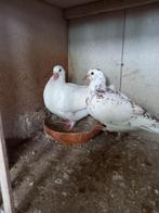 2 duivenjongen - zware huisduif - te koop, Animaux & Accessoires, Oiseaux | Pigeons, Sexe inconnu, Autres espèces