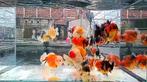 High Quality Baby Oranda Short Tail mix kleuren., Goudvis(sen)