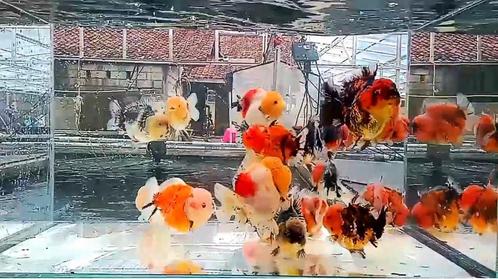 High Quality Baby Oranda Short Tail mix kleuren., Dieren en Toebehoren, Vissen | Vijvervissen, Goudvis(sen)