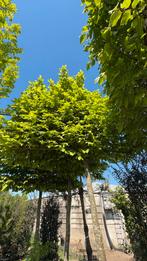 Carpinus betulus leibomen in verschillende maten, Tuin en Terras, Planten | Bomen, Ophalen of Verzenden, Winter