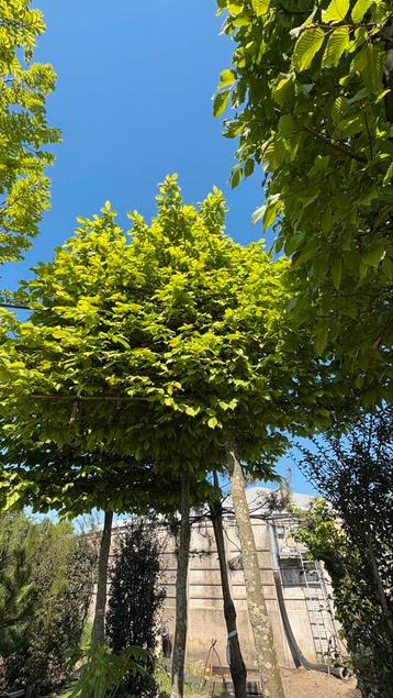 Carpinus betulus leibomen in verschillende maten beschikbaar voor biedingen