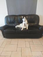 Lieve husky, Dieren en Toebehoren, België, Particulier, CDV (hondenziekte), Teef