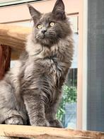 Blue Smoke Maine Coon poesje met stamboom!, Poes, Gechipt, 0 tot 2 jaar