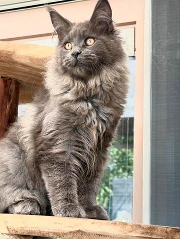 Blue Smoke Maine Coon poesje met stamboom! beschikbaar voor biedingen