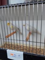 Kanaries, Dieren en Toebehoren