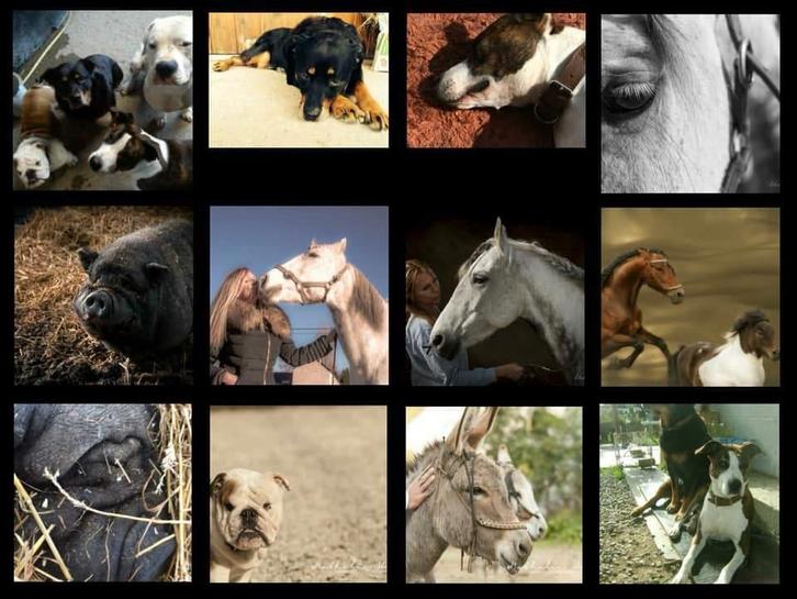 Pension pour chiens Brabant Wallon, Services & Professionnels, Animaux | Chiens | Soins, Dog-sitting & Dressage, Pension ou Garderie