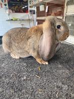 Franse hangoor konijn, Dieren en Toebehoren, Konijnen, Hangoor