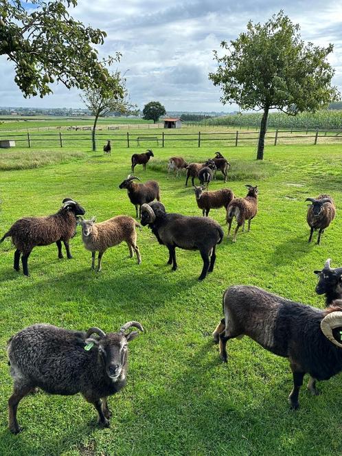 schapen, Dieren en Toebehoren, Schapen, Geiten en Varkens, Schaap, Meerdere dieren, 0 tot 2 jaar