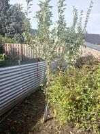 Appelboom jonagold rood, Ophalen